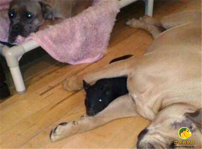 Janey Byrne称，当时她和丈夫觉得这两头小猪非常的漂亮，于是花费了3400元（折合人民币）买下了，商家还称这是迷你猪，一辈子都长不大，而且食量也很低，非常适合当宠物喂养。