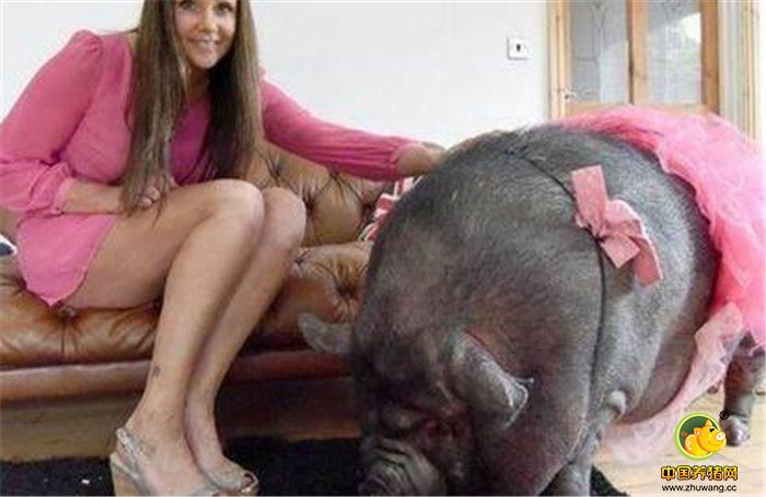 买回家以后，Janey Byrne发现这两头猪的食量越来越大，半年过后，它们的体积也变得越来越庞大，甚至已经超过了家中喂养的狗狗，他们感到非常的困惑。