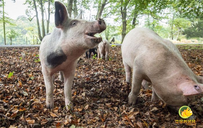 漫长而炎热的夏天产生了一大堆橡子