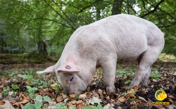 这些橡子对森林中的野马有毒