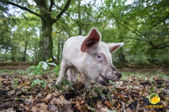 吃完了这里，回头看看那里还有