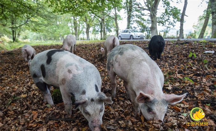 他们将在森林里翻找食物来消灭掉下来的橡子