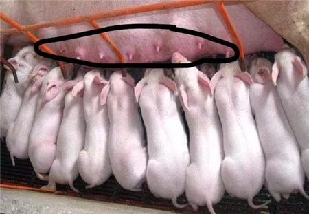 详解母猪无乳、少乳原因及防治！