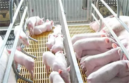 养猪者要明白这几点才能养好猪