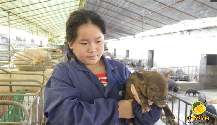 电子游艺网站刚出生不久的混血猪。这种家猪野猪的后代抗病强
