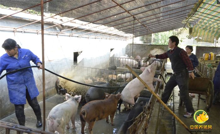 等饲养驯化小野猪成年后，她促成家猪野猪“谈恋爱”