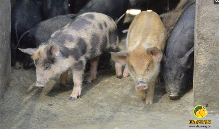 “混血二师兄”外形特点是嘴巴尖，耳朵比家猪小