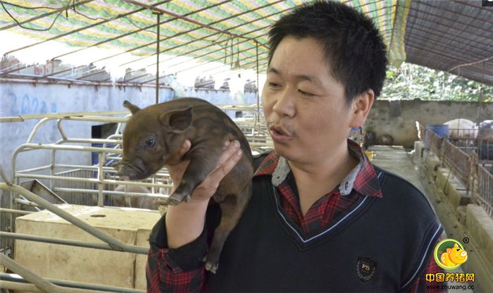 第一头“混血猪”诞生时，刚出生不久的“混血猪