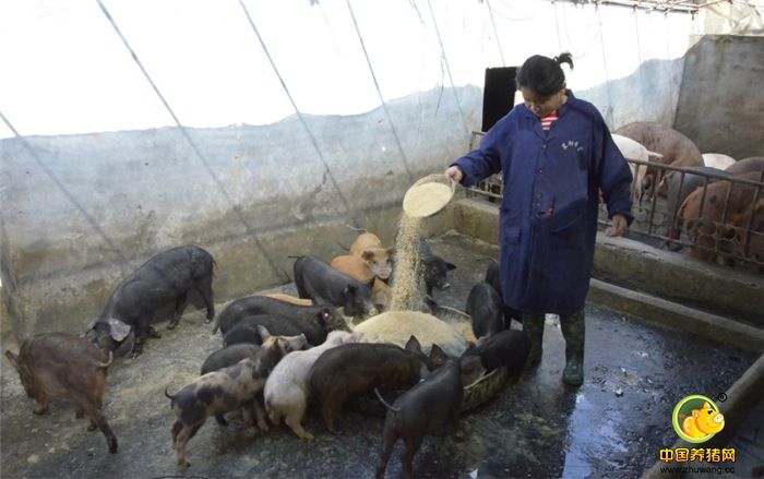 柴昌梅说，这种“混血猪”生长缓慢，必须饲养1年才能出栏