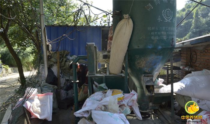 柴昌梅说，这种“混血猪”生长缓慢，必须饲养1年才能出栏