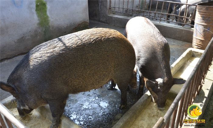 “混血猪”不仅抗病强，而且肉品肉质鲜嫩、营养丰富