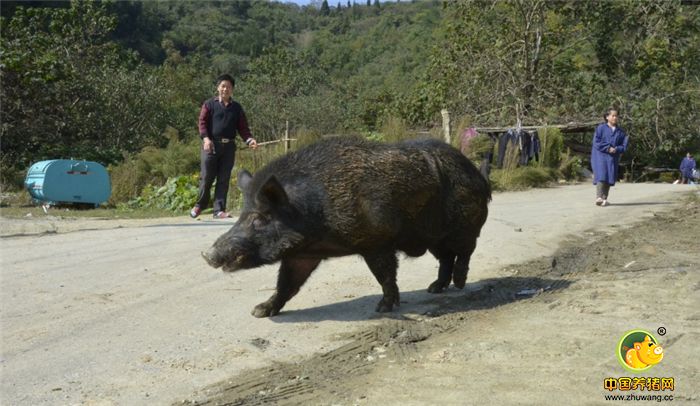 这头公野猪自小养大已经驯化，柴昌梅经常放出来遛遛