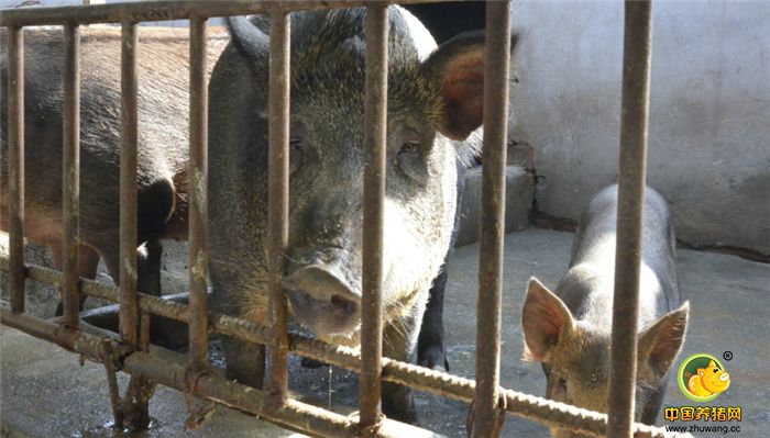 “混血二师兄”外形特点是嘴巴尖，耳朵比家猪小