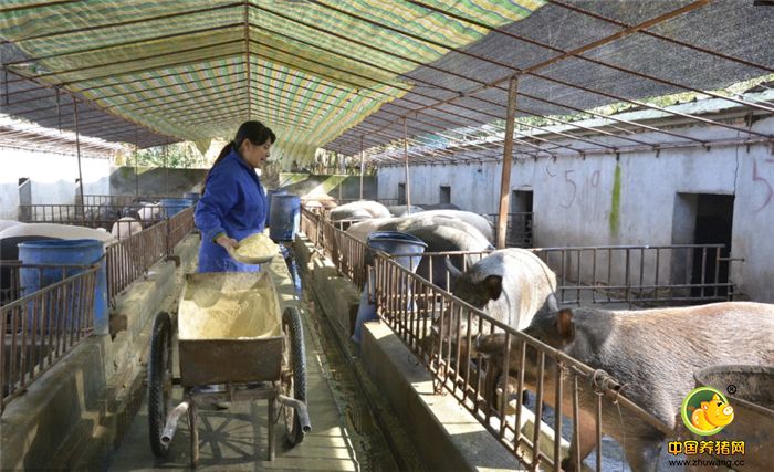 经过两三年的的种猪培养，“混血猪”已有三四代