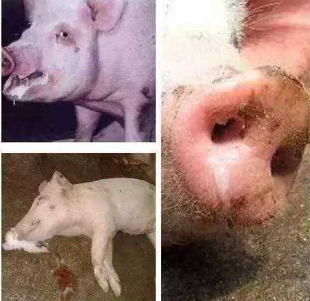 猪各种呼吸道疾病的鉴别和防治大全！养猪人尽快收藏