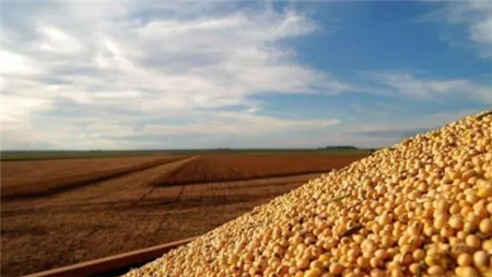中国恢复购买美国大豆 巴西压榨商大豆库存已经耗磬