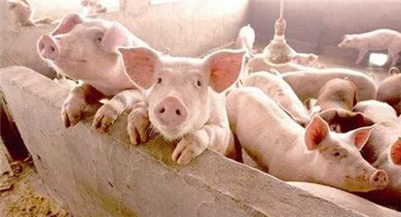 胀气致死率最高可达100%，简单几步母猪还有得救