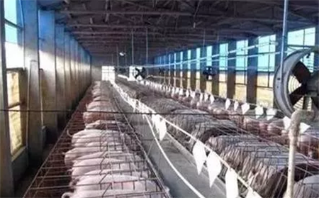 养电子游艺网站
疫情过后该做些什么？