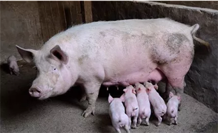 胎儿在母猪体内正常发育，如何防止死胎和流产？