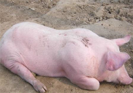 母猪产死胎、木乃伊原来是这些原因造成的！