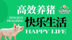 高效养猪  快乐生活