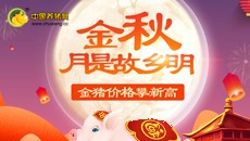 金秋,月是故乡明 金猪,价格攀新高