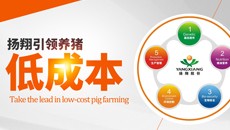 引领养猪  扬翔低成本