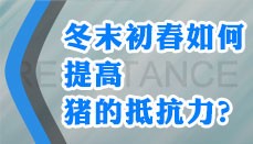 冬末初春如何提高猪的体抗力？