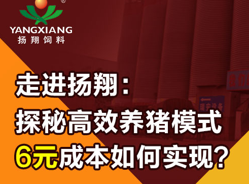 走进扬翔：探秘高效养猪模式 6元成本如何实现？