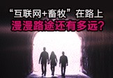 “互联网+畜牧”在路上 漫漫路途还有多远？