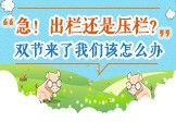 急!出栏还是压栏?双节来了我们该怎么办