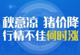 秋意凉猪价降行情不佳何时涨