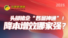 头部猪企“各显神通”！降本增效哪家强？