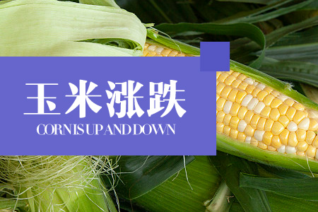 2024年06月27日全国玉米价格行情走势汇总