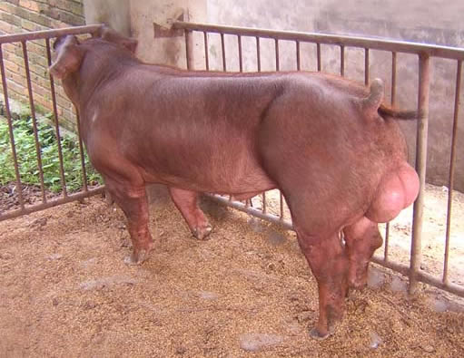 食药监总局：种猪及晚阉电子游艺平台
不属于病害肉