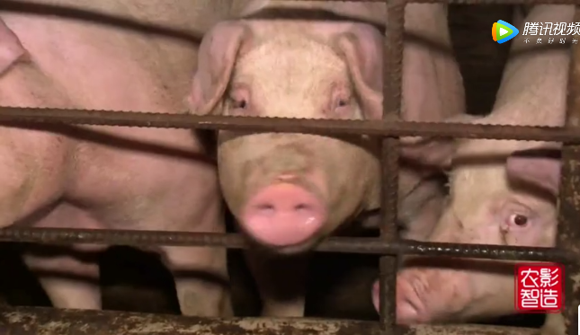  这家养电子游艺网站一点都不臭，猪粪便也都直接变成钱了,咋回事？