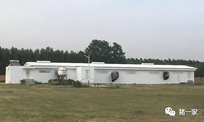 新式电子游艺网站
下规模化种公猪站建设（二）