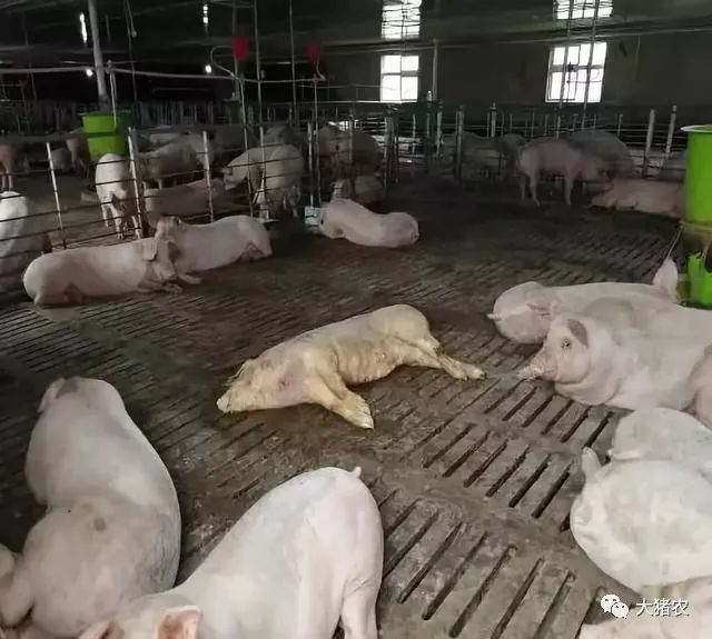 电子游艺网站
建不好，小猪死得早！电子游艺网站
建设中的四大选址问题