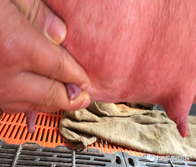 奎哥教你最全母猪乳房炎的治疗方法