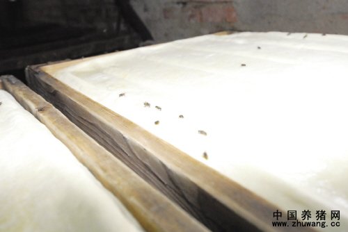 成品豆腐上落了很多苍蝇，令人恶心