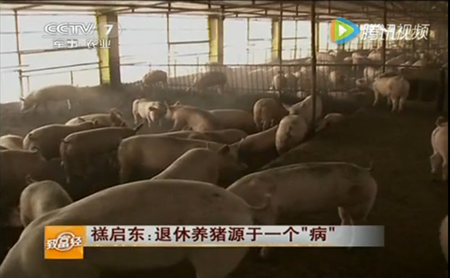 禚启东：退休养猪源于一个“病”