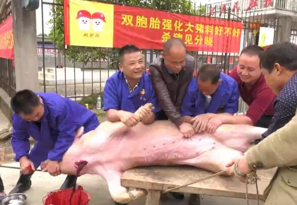 直播养猪：双胞胎有机强化大猪料“杀猪会直播” 
