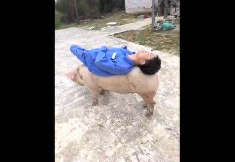 电子游艺网站
的员工无聊时都是这样遛猪的，真会享受啊！