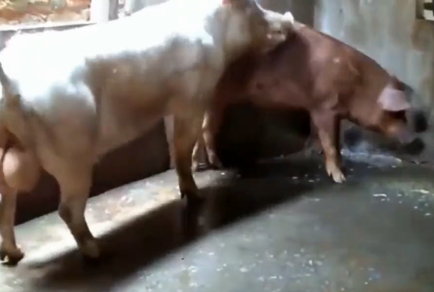 主人给公猪牵来了一头母猪，然后故事开始了！