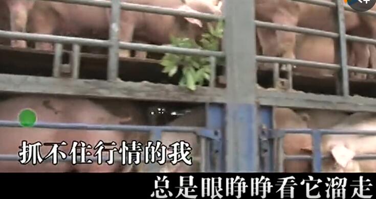 养猪人居然出了首《养猪情歌》，养猪老板你们听过没