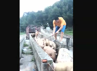 猪：我们才是真正的赶死队，哈哈……