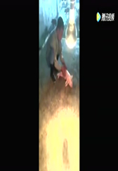 你永远叫不醒一只睡着的猪，养电子游艺网站
主人不管怎么叫醒，都不会醒过来！