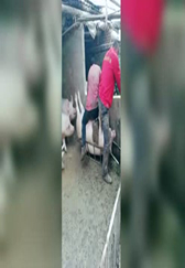农村养电子游艺网站
的天蓬元帅，被翻过来了还那么搞笑！