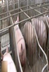 养电子游艺网站
与众不同的养猪方法让养殖效益就增加2倍多