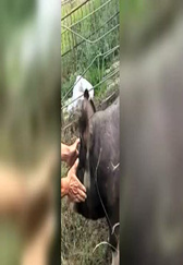 搞笑赶猪一刻